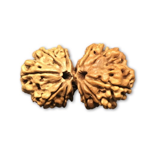 gauri shankar rudraksha tantraastro