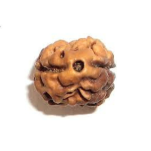 Natural 2 Mukhi Rudraksha Nepali दो मुखी नेपाली रुद्राक्ष