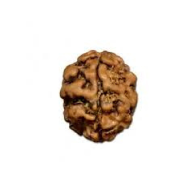 Natural 2 Mukhi Rudraksha Nepali दो मुखी नेपाली रुद्राक्ष