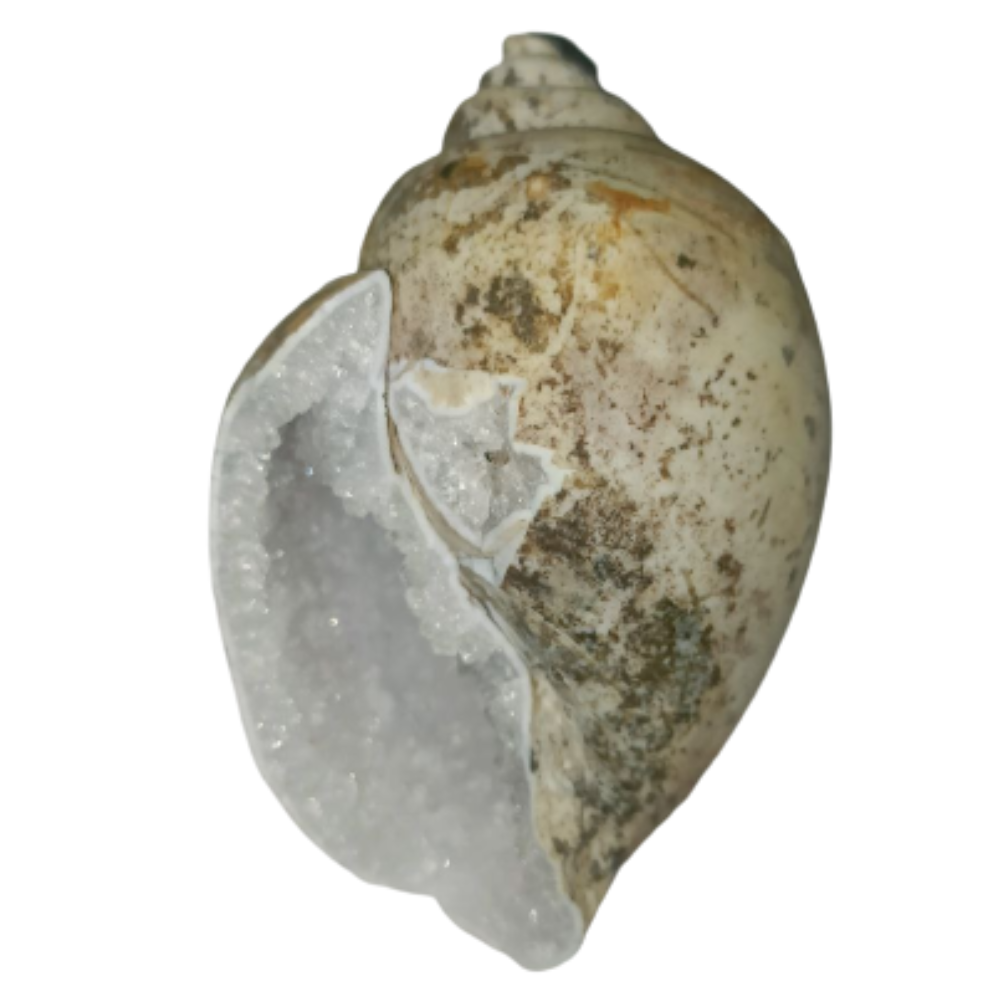 Diamond Rock Conch FOSSILISED QUARTZ SHELLS.