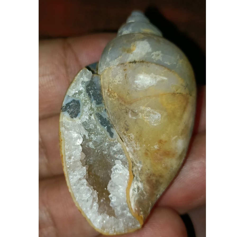 Dakshinavarti Mahalaxmi Heera Shankh (Diamond Rock Conch) Full of Diamond Crystals, FOSSILISED QUARTZ SHELLS.