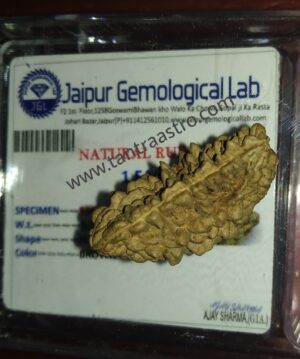 ek mukhi rudraksha tantraastro