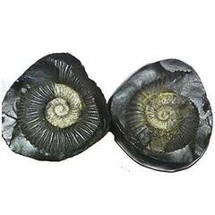 SUDARSHAN-SHALIGRAM-TANTRAASTRO