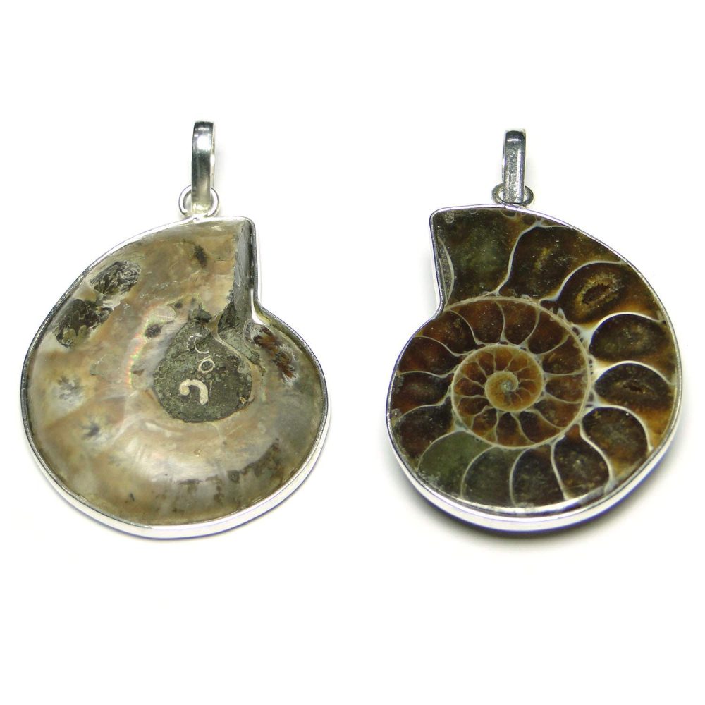 Ammonite Fossil Stone