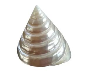 मोती शंख moti shankh pearl conch