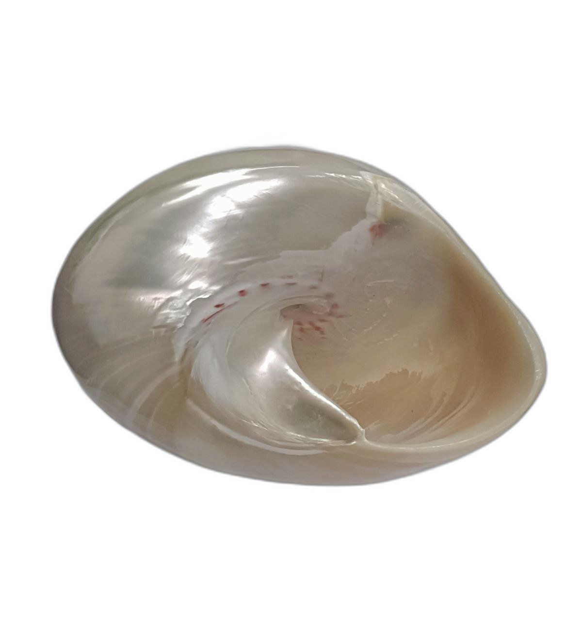 मोती शंख moti shankh pearl conch