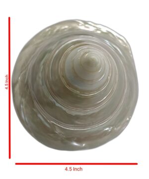 मोती शंख moti shankh pearl conch