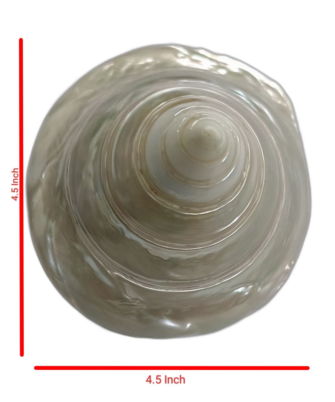 मोती शंख moti shankh pearl conch