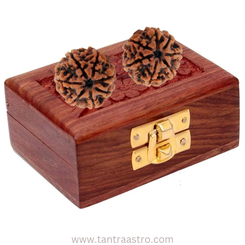 7 Mukhi Nepali Rudraksha Cash Box