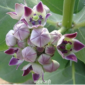 Madar ke Jad मदार की जड़