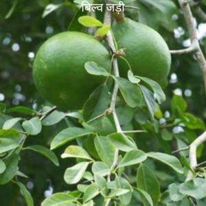 Bilwa Bel ke Jad बेल बिल्व की जड़