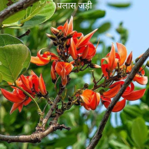 Palas ki Jad पलास की जड़