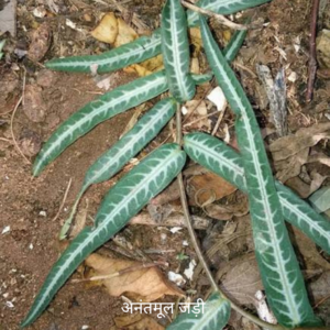 Anantmool ke Jad अनंतमूल का जड़