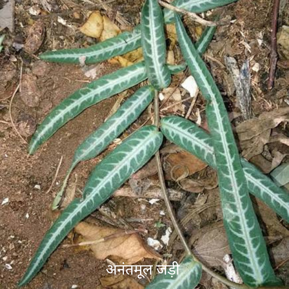 Anantmool ke Jad अनंतमूल का जड़