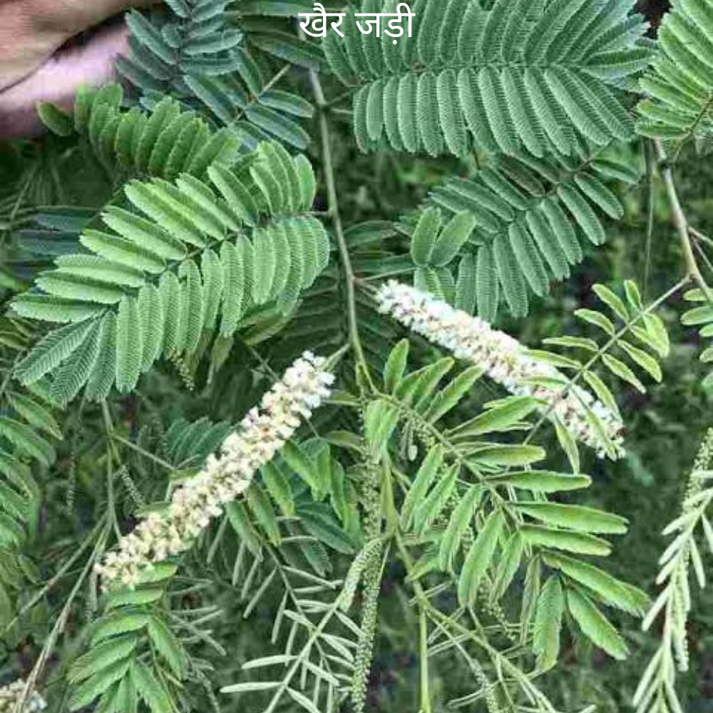Khar ke Jad खैर (खादिर) का जड़