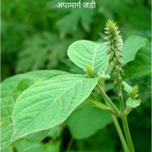 Apamarga ke Jad अपामार्ग का जड़