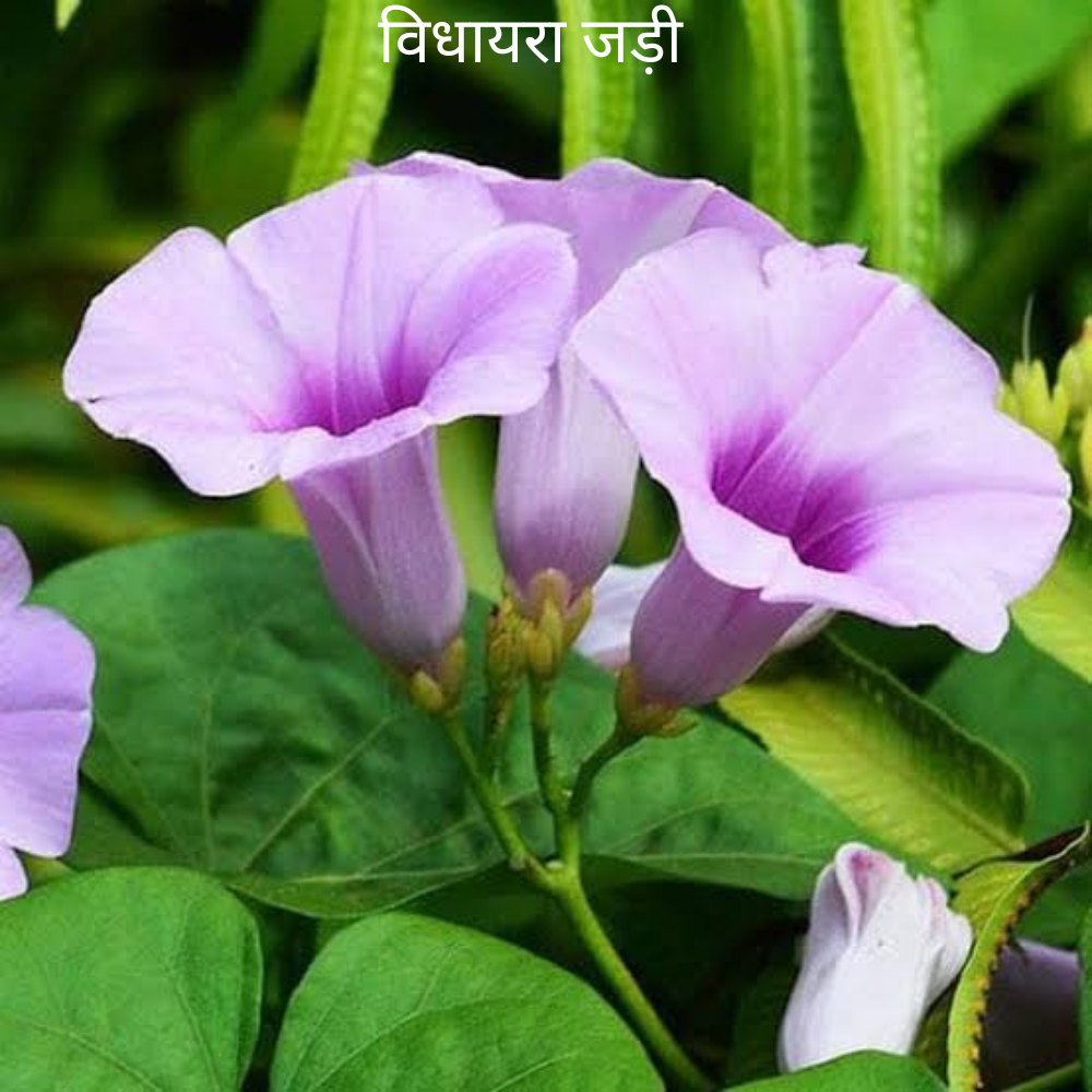Vidhara ki Jad विधारा की जड़