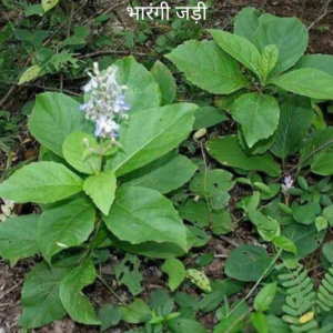 Bharangi ki Jad भारंगी का जड़
