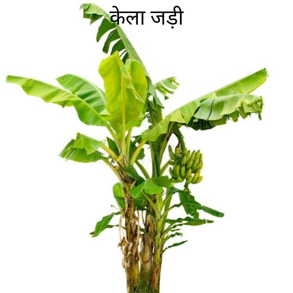 Kela ki Jad केला का जड़
