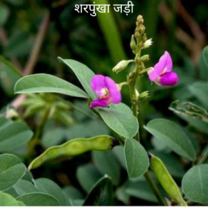 Sharpunkha ki Jad शरपुंखा का जड़