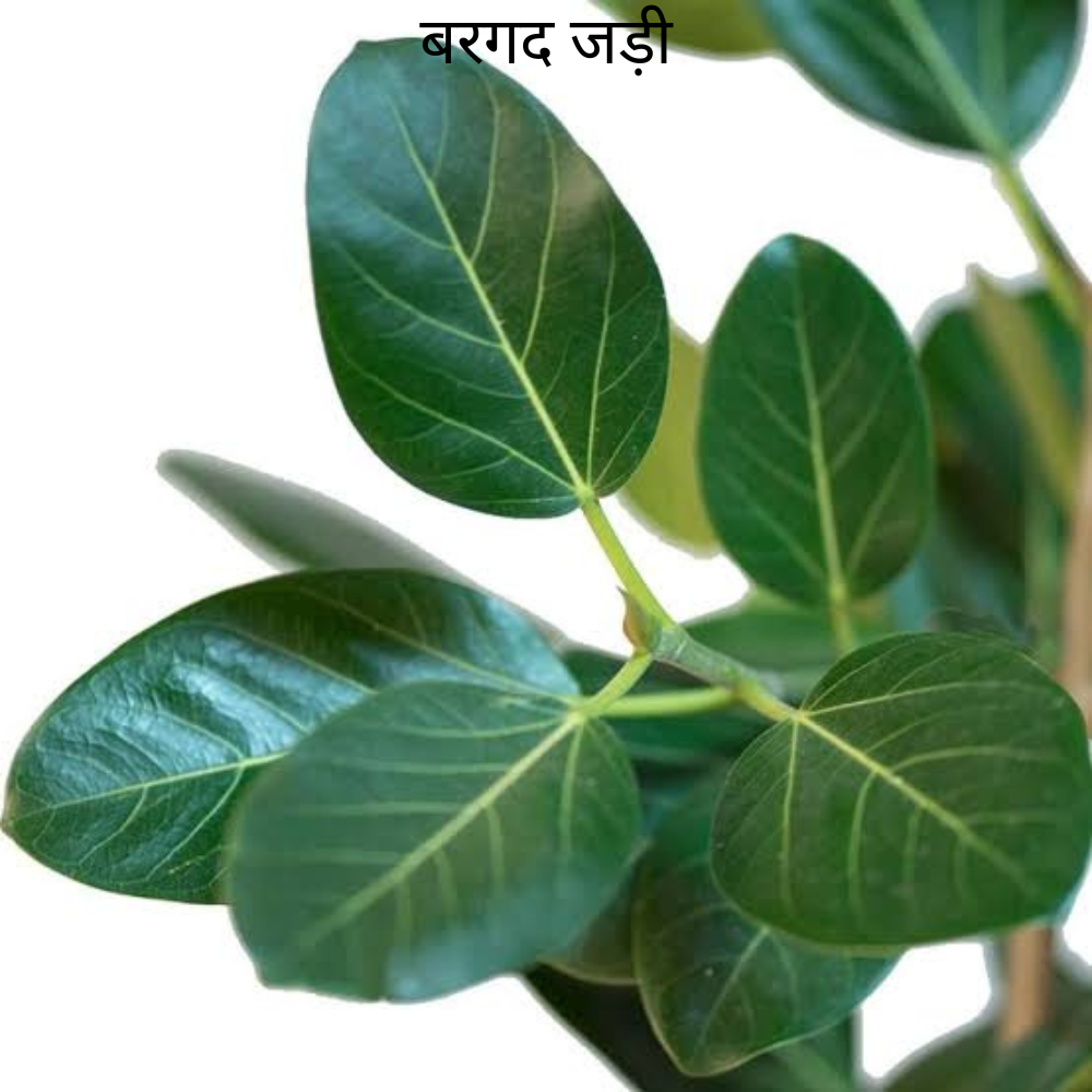 Bargad ki Jad बरगद का जड़