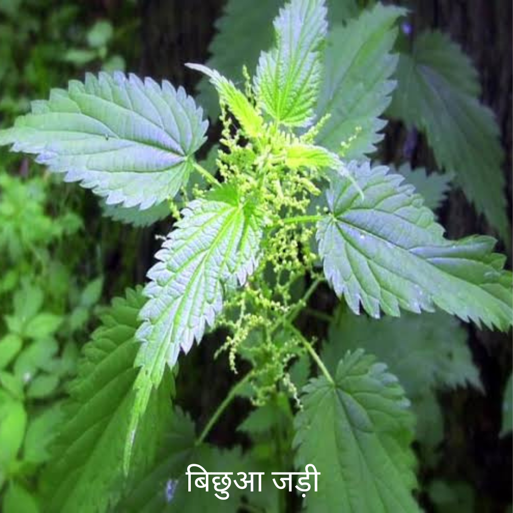 Bichua ki Jad बिछुआ का जड़