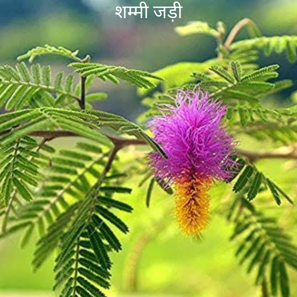 Sammi ki Jad सम्मी जड़