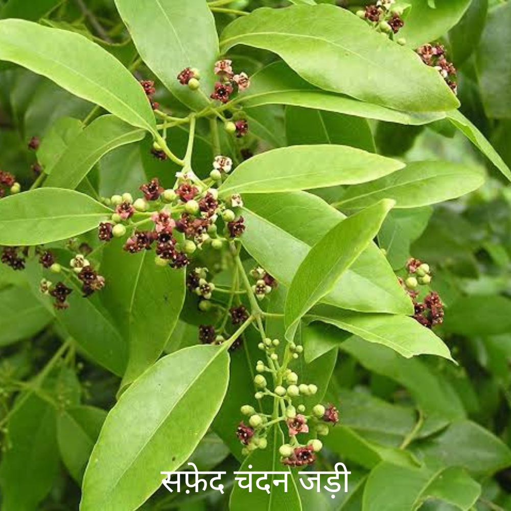 Safed Chandan Ki Jad सफ़ेद चंदन की जड़