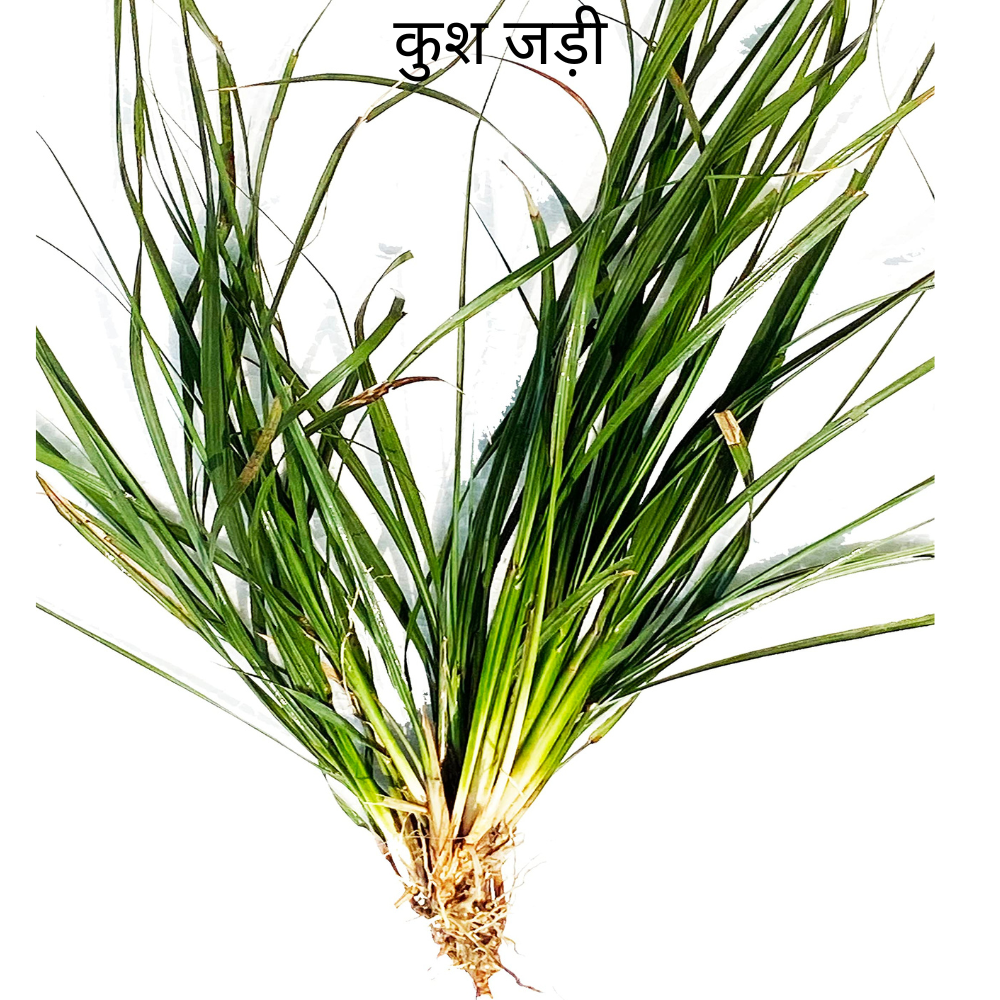Kush Ke Jad कुश जड़