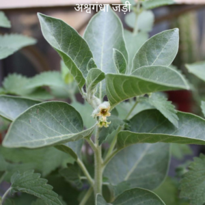 Ashwagandha Ke Jad अश्वगंधा की जड़