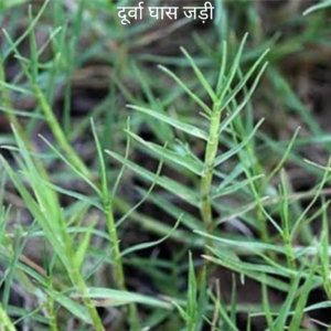 Durva duv Ke Jad दूर्वा दुभ की जड़
