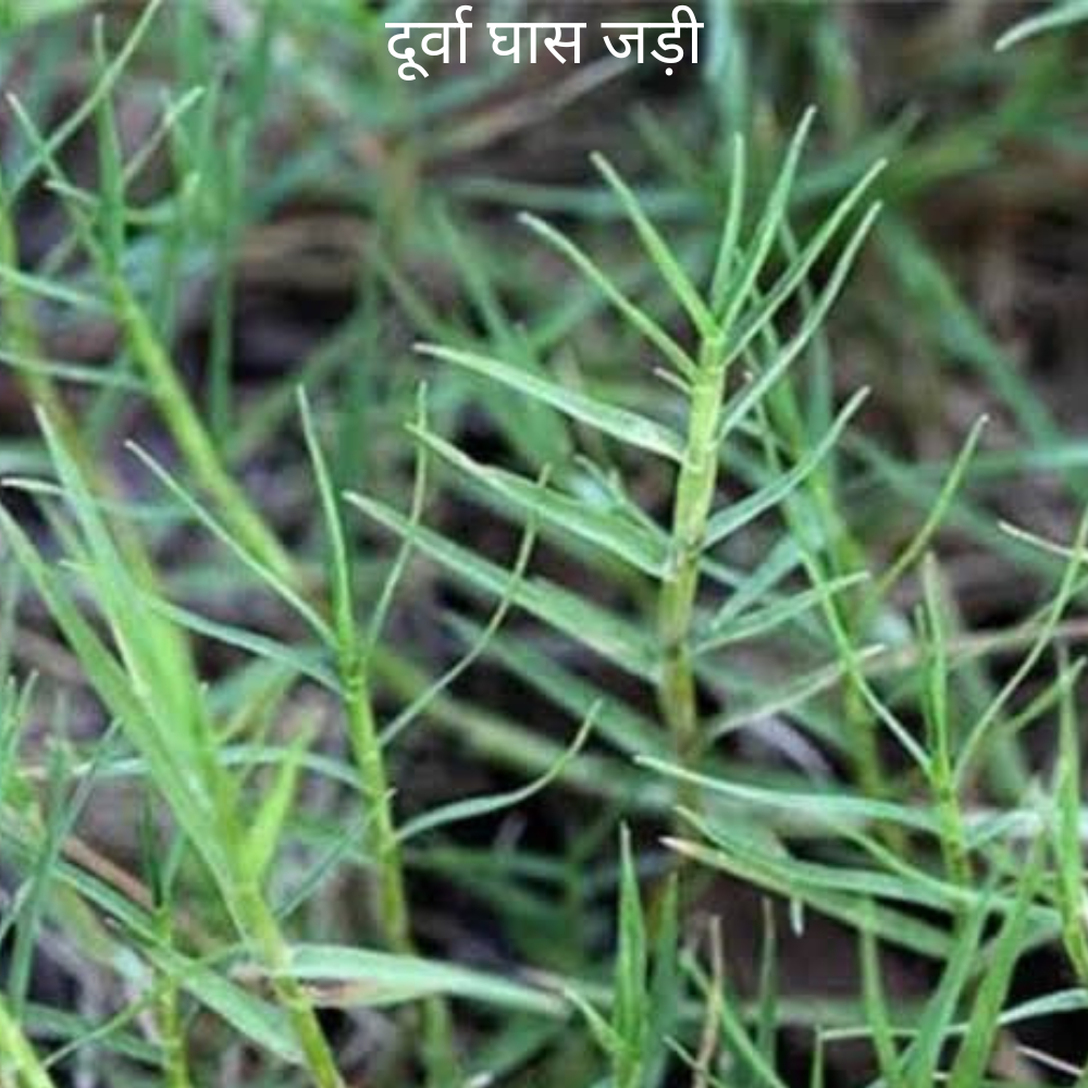 Durva duv Ke Jad दूर्वा दुभ की जड़