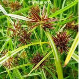 Nagarmotha ke Jad नागरमोथा की जड़