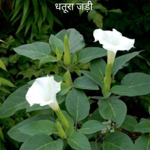 Dhatura ki Jad धतुरा की जड़