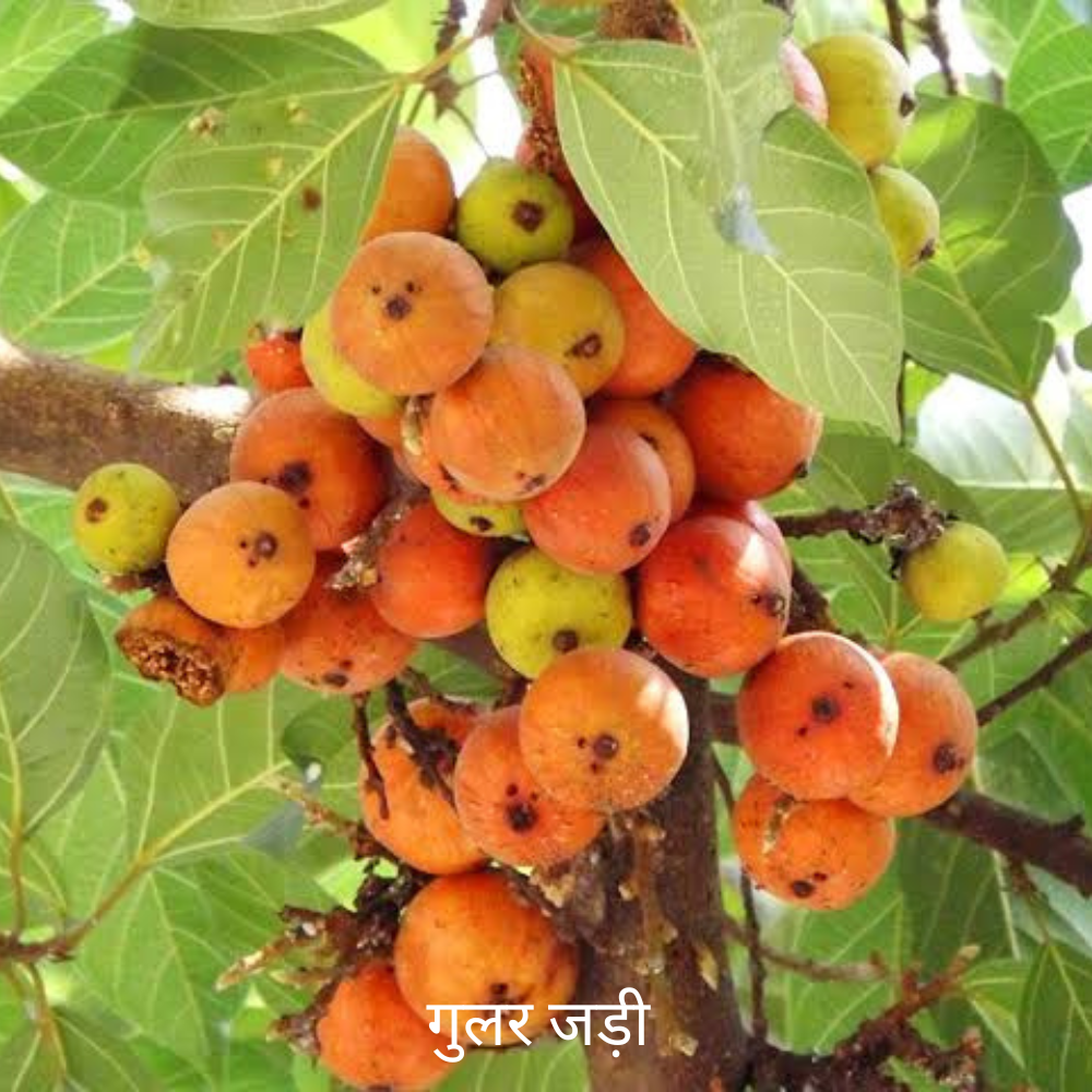 Gular ki Jad गुलर की जड़