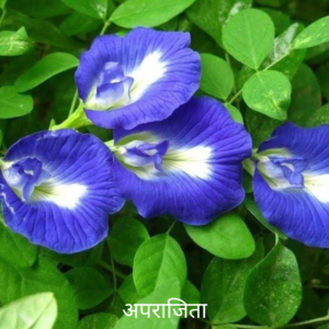 अपराजिता जड़ aprajita jad root