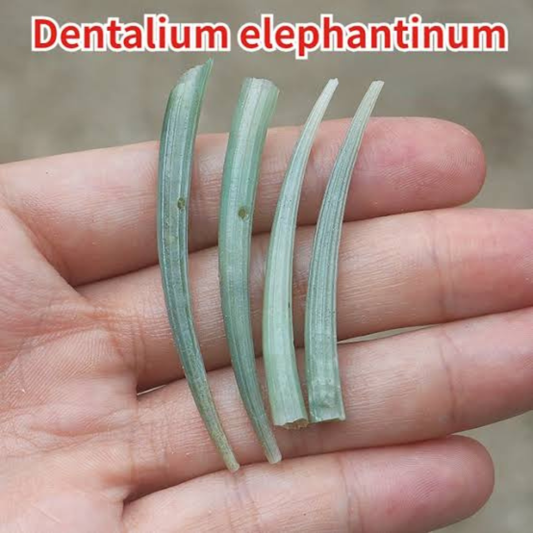 Mangal Kanta Dentalium Aprinum