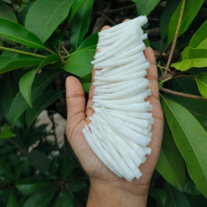 Dentalium Aprinum