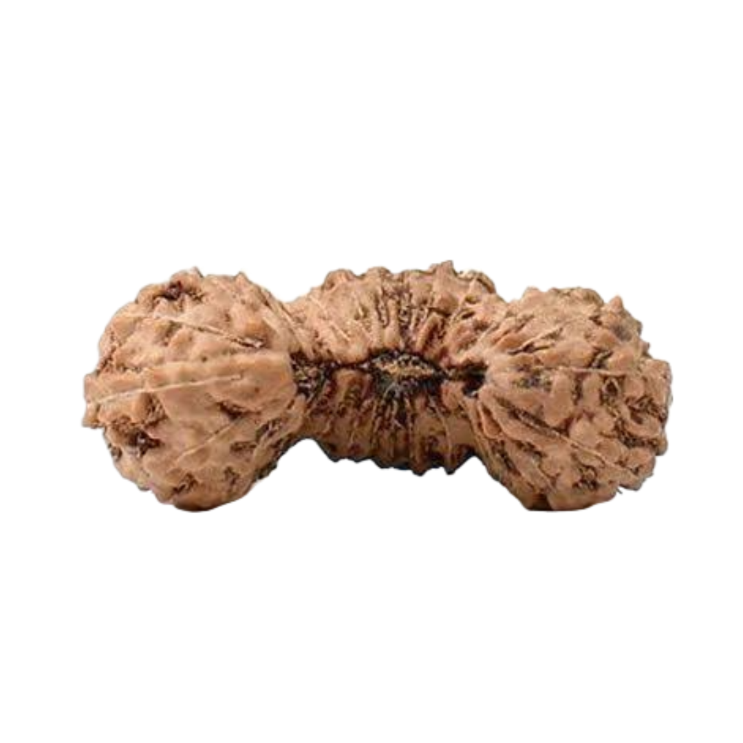 Trijut Rudraksha (Java)